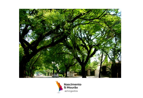 Prefeitura do Município de São Paulo publica Lei autorizando que particulares realizem poda em árvores.
